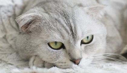 kaiyun-【欧冠】吉鲁替补补时绝杀 切尔西2比1客胜雷恩晋级